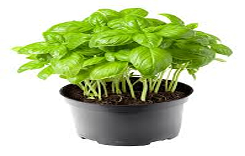 Top 7 Benefits Of Using Basil For Your Skin And Hair