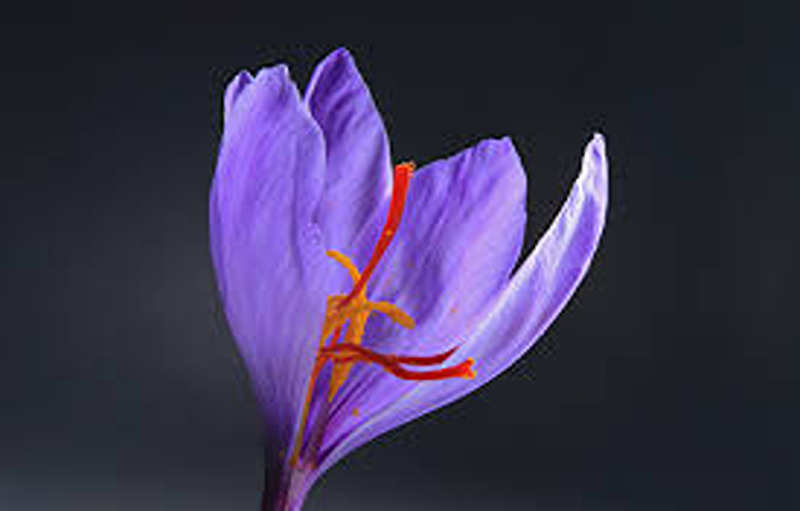  Top 10 Surprising Health Benefits Of Saffron