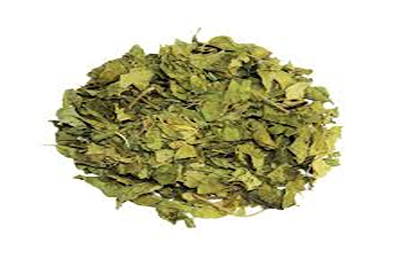 How Gymnema Sylvestre Supplement Control Diabetes