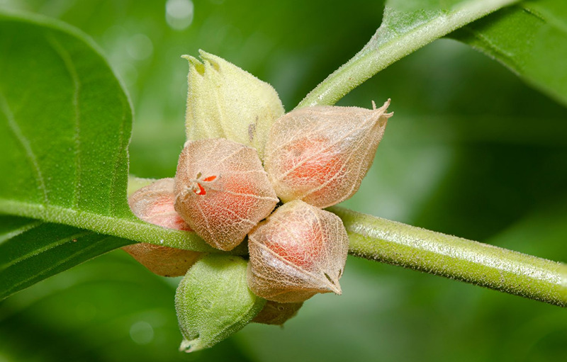 Does Ashwagandha Increase Testosterone?