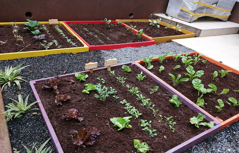 How Cultivating an Urban Kitchen Garden Bring Positivity to Your Lifestyle