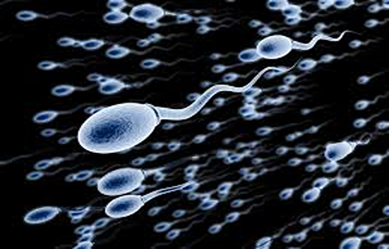 The Results Are In: Sperm Found in 37% of Azoospermic Patients