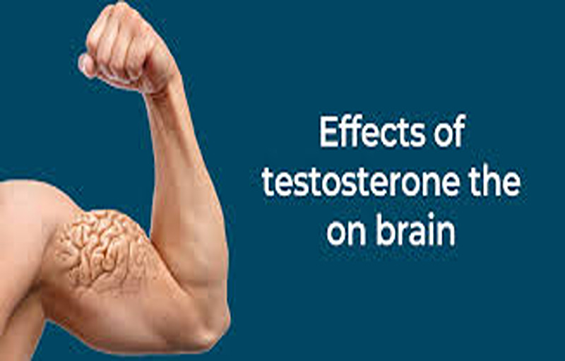 Testosterone & The Brain..