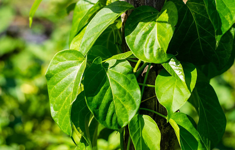 Gymnema Sylvestre- The Tree Of Light For The Body Requirements